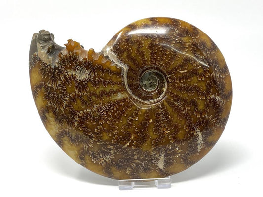 Ammonite Cleoniceras Polished Large 16.6cm