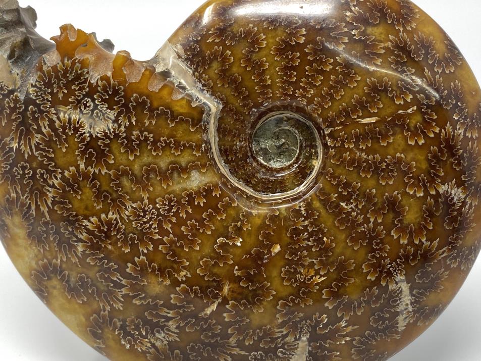 Ammonite Cleoniceras Polished Large 16.6cm