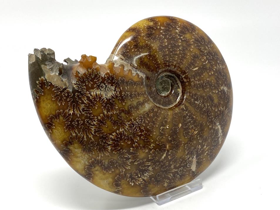 Ammonite Cleoniceras Polished Large 16.6cm