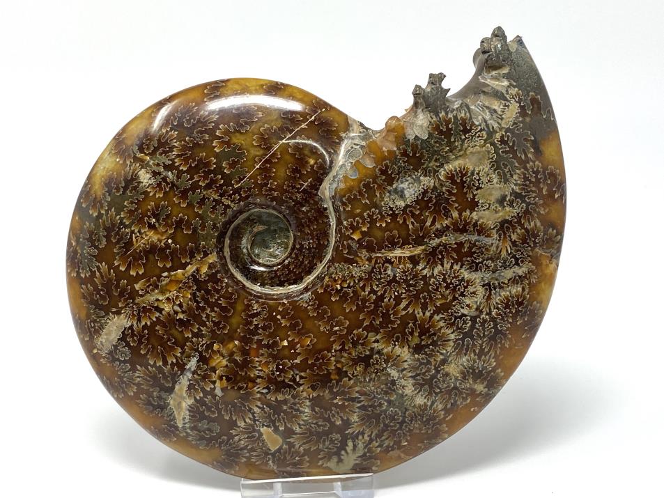 Ammonite Cleoniceras Polished Large 16.6cm