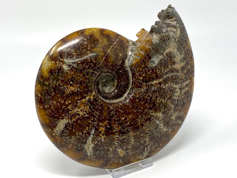 Ammonite Cleoniceras Polished Large 16.6cm