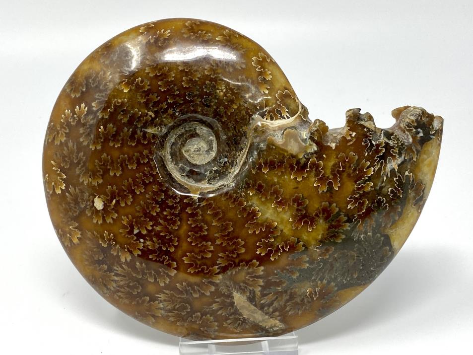 Ammonite Cleoniceras Polished Large 14cm