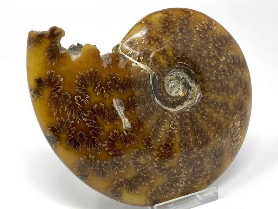 Ammonite Cleoniceras Polished Large 14cm