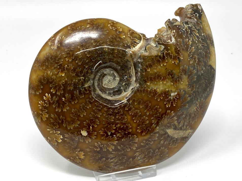 Ammonite Cleoniceras Polished Large 14cm