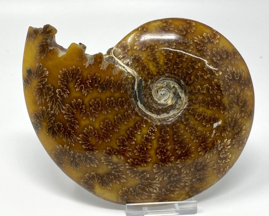 Ammonite Cleoniceras Polished Large 14cm