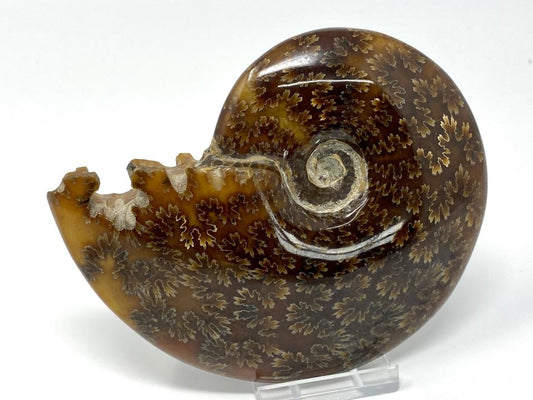 Ammonite Cleoniceras Polished Large 12.2cm