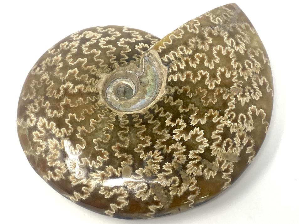 Ammonite Cleoniceras Polished Large 13.6cm