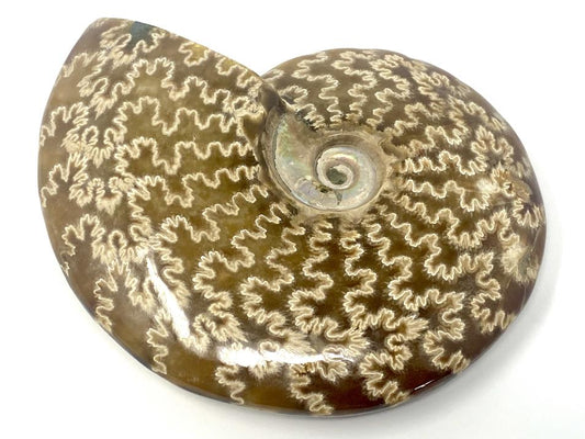 Ammonite Cleoniceras Polished Large 13.6cm