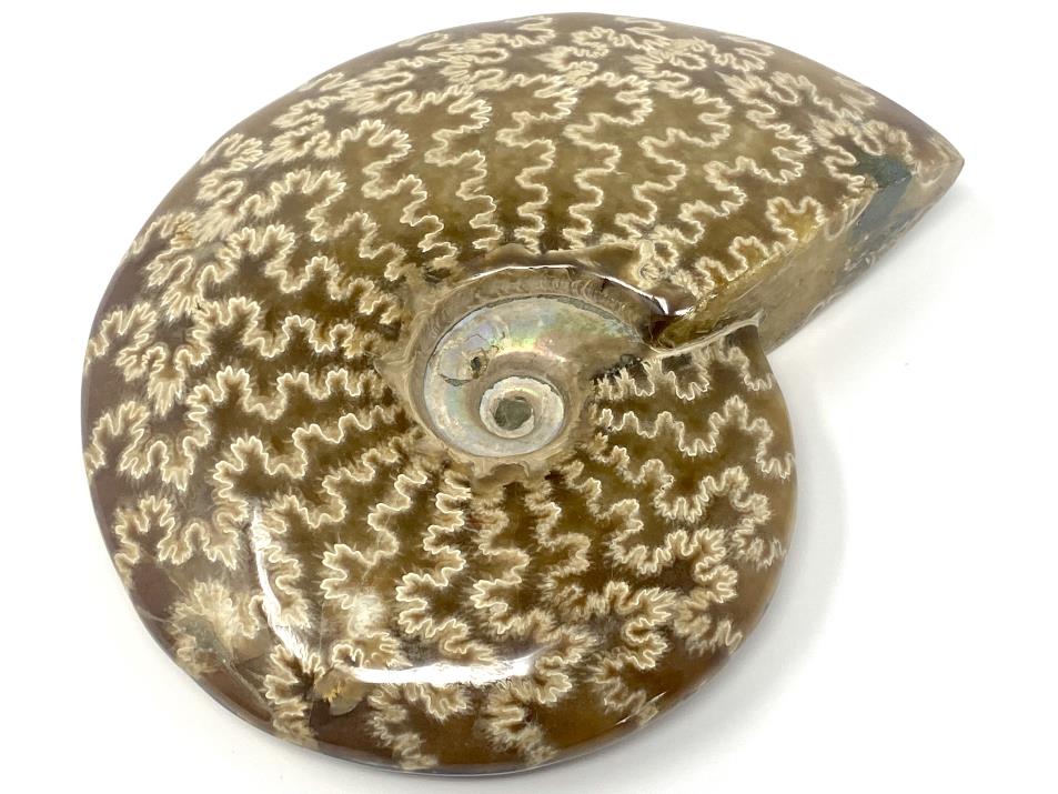 Ammonite Cleoniceras Polished Large 13.6cm