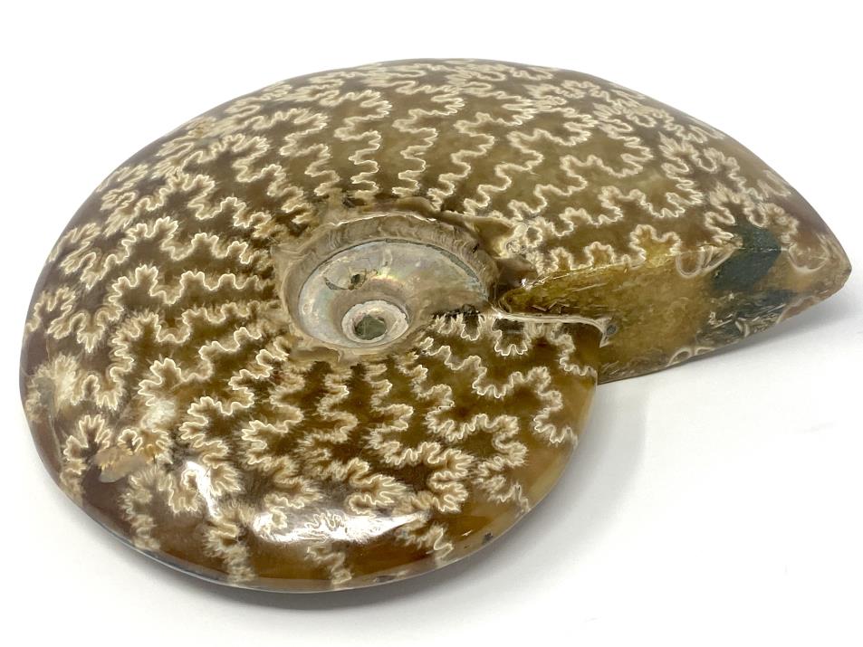 Ammonite Cleoniceras Polished Large 13.6cm