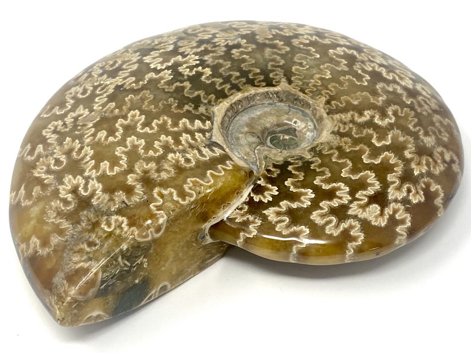 Ammonite Cleoniceras Polished Large 13.6cm