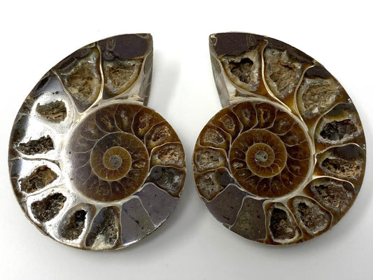 Ammonite Pair 6.6cm