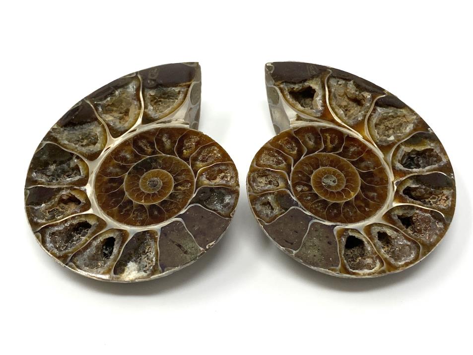 Ammonite Pair 6.6cm