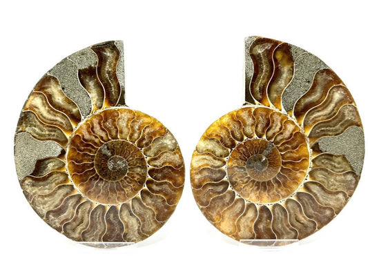 Ammonite Pair 14.5cm