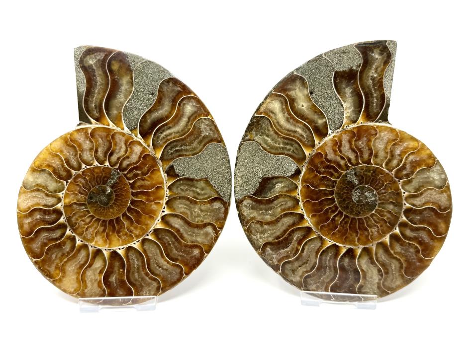 Ammonite Pair 14.5cm