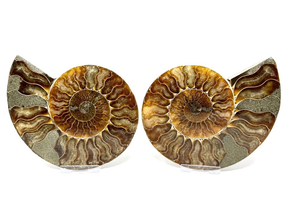 Ammonite Pair 14.5cm