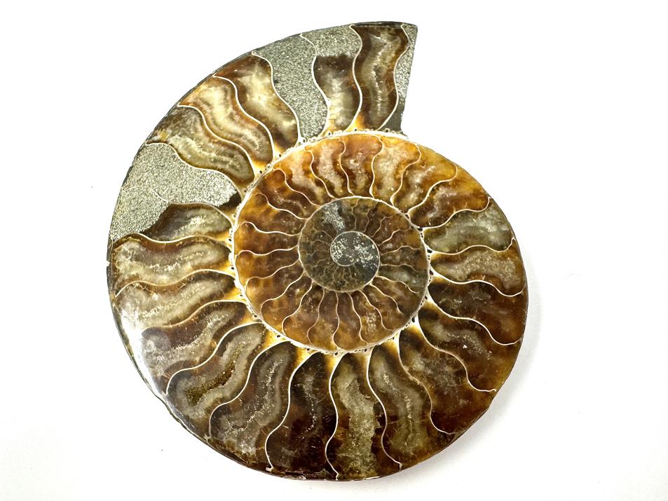 Ammonite Pair 14.5cm