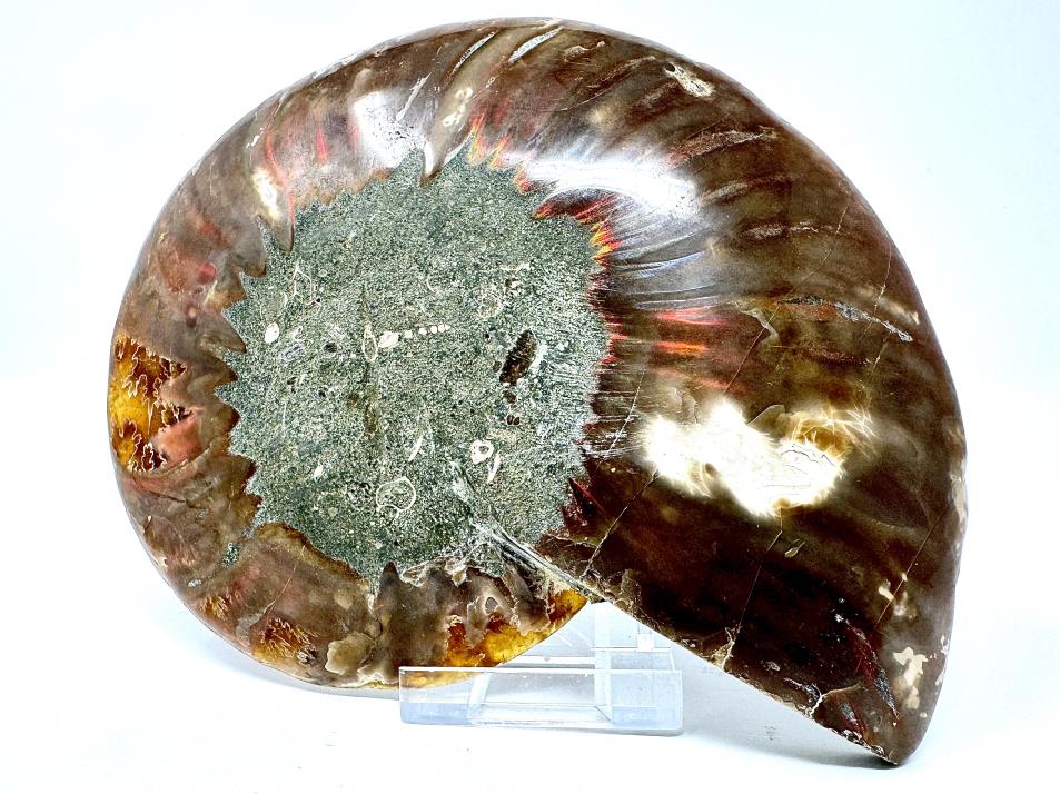 Ammonite Pair 14.5cm