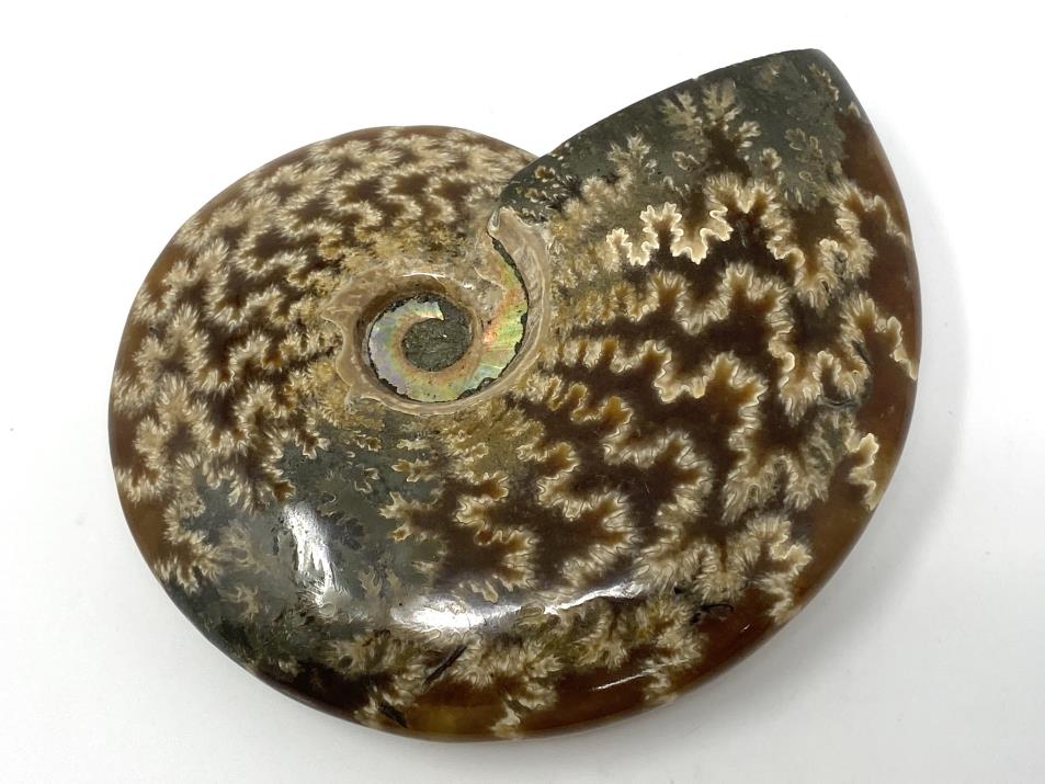 Ammonite Cleoniceras Polished 10.2cm