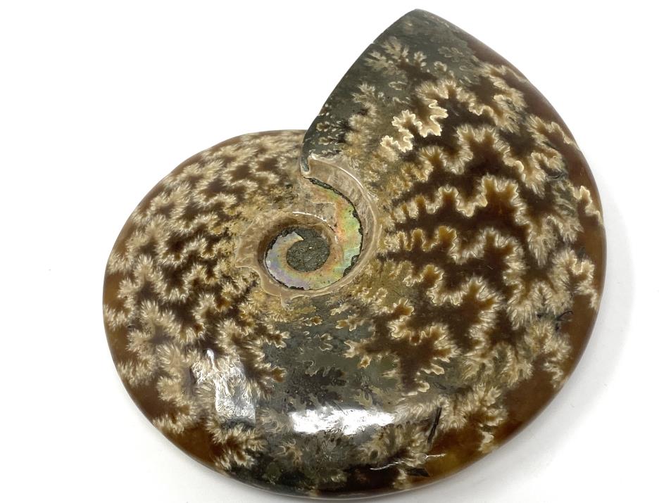 Ammonite Cleoniceras Polished 10.2cm