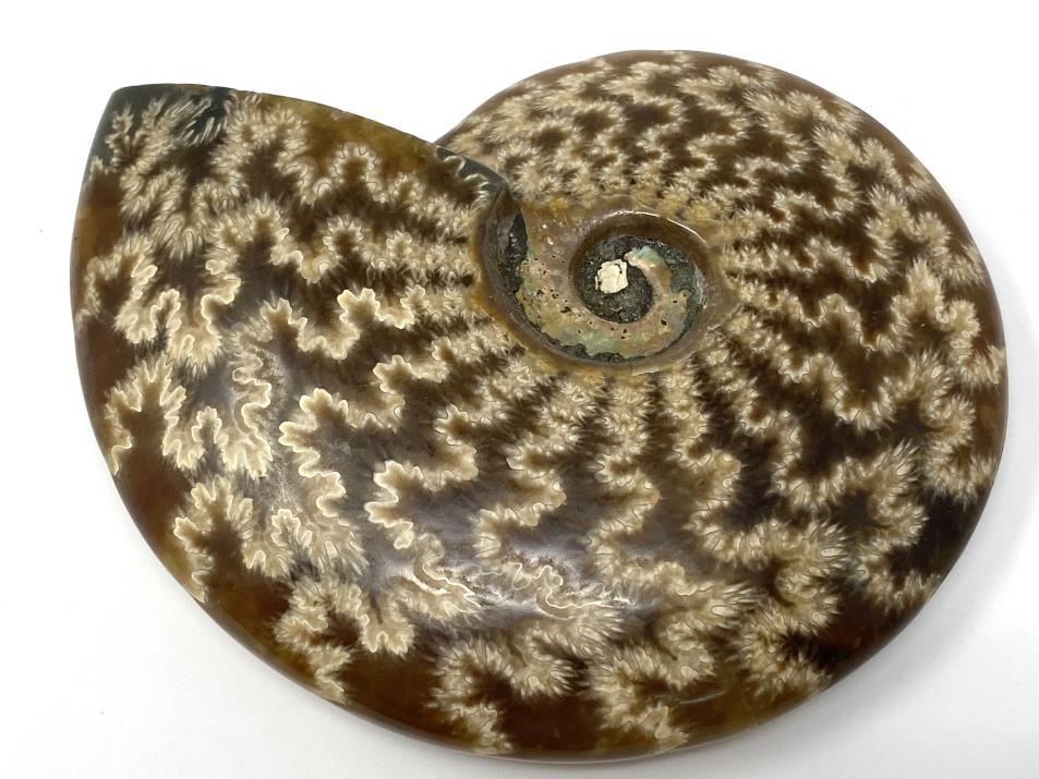 Ammonite Cleoniceras Polished 10.2cm