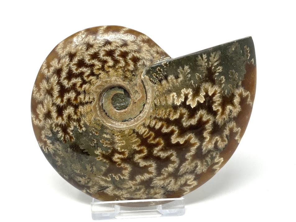 Ammonite Cleoniceras Polished 10.2cm