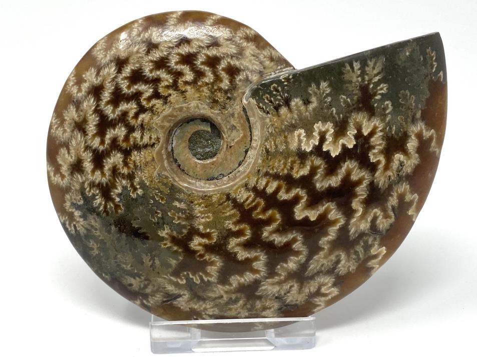 Ammonite Cleoniceras Polished 10.2cm