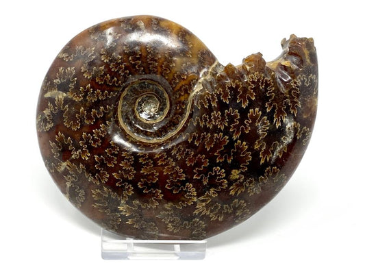 Ammonite Cleoniceras Polished 11.5cm