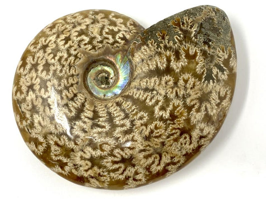 Ammonite Cleoniceras Polished 10.4cm