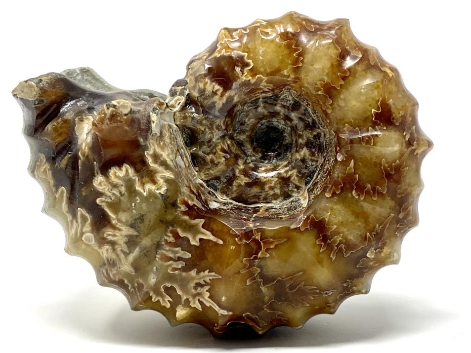 Ammonite Douvilleiceras Polished 7.6cm