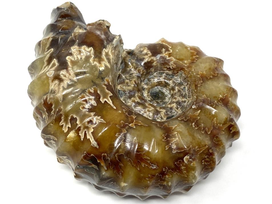 Ammonite Douvilleiceras Polished 7.6cm