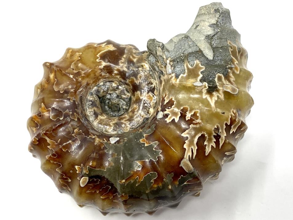 Ammonite Douvilleiceras Polished 7.6cm