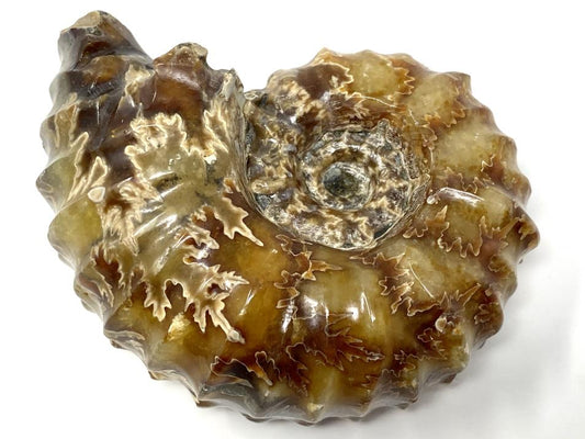 Ammonite Douvilleiceras Polished 7.6cm