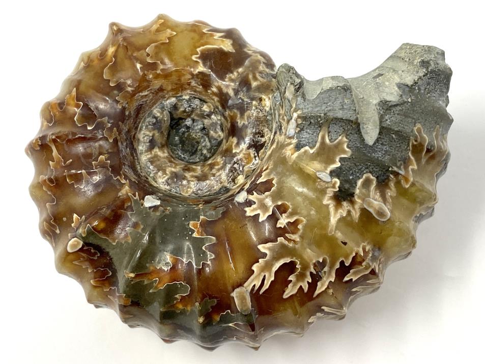 Ammonite Douvilleiceras Polished 7.6cm