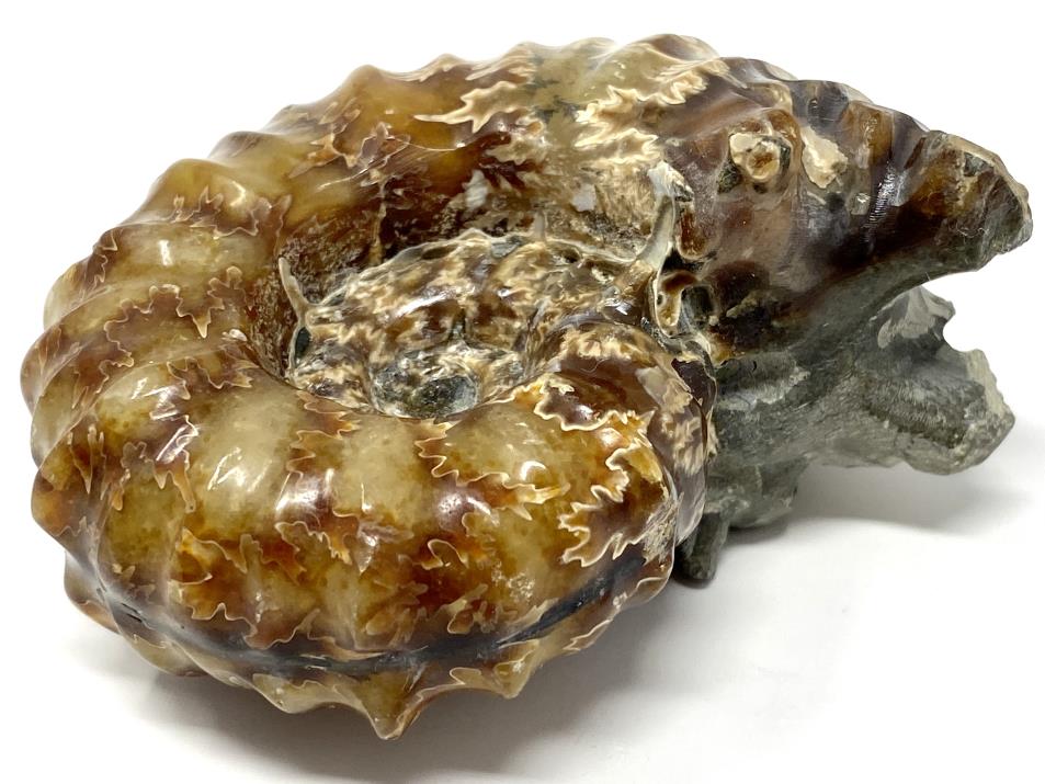 Ammonite Douvilleiceras Polished 7.6cm