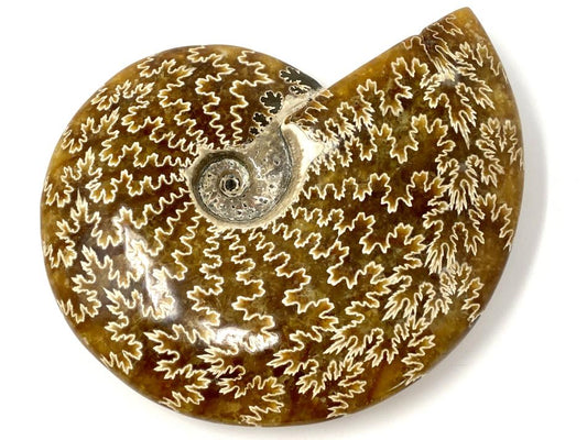 Ammonite Cleoniceras Polished Large 15.1cm