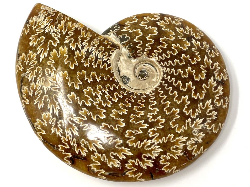 Ammonite Cleoniceras Polished Large 15.1cm