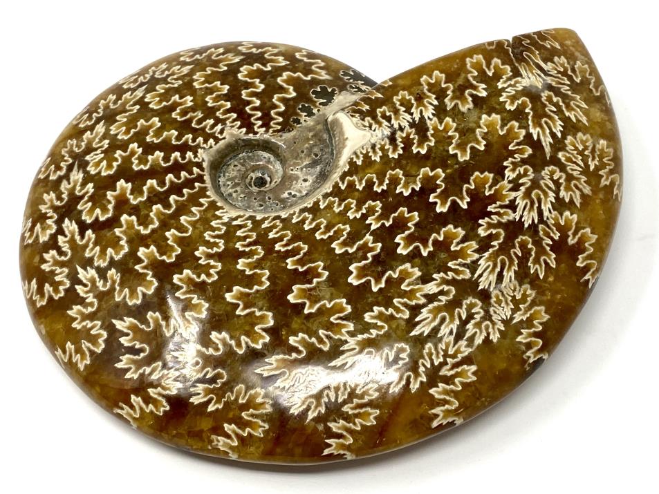 Ammonite Cleoniceras Polished Large 15.1cm