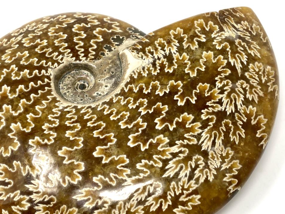 Ammonite Cleoniceras Polished Large 15.1cm