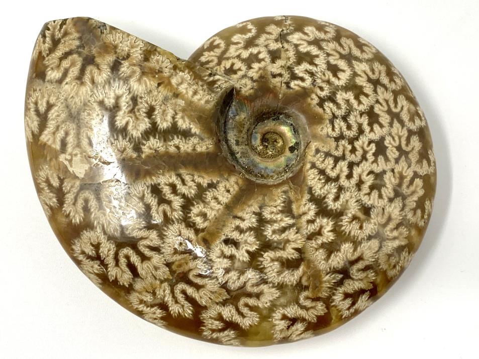 Ammonite Cleoniceras Polished 10.4cm