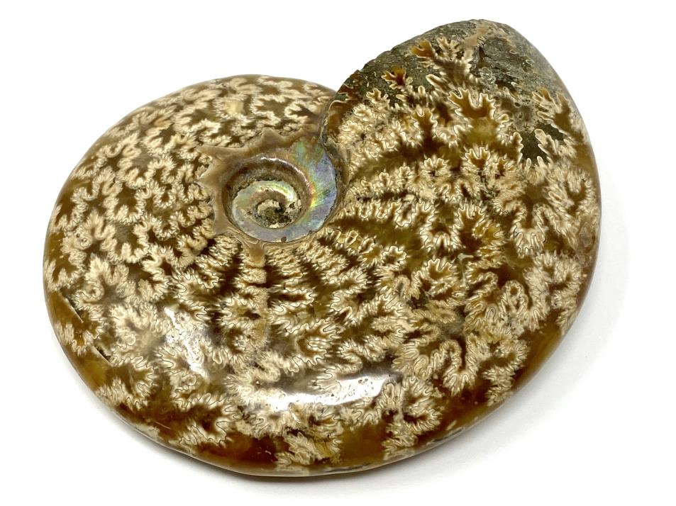 Ammonite Cleoniceras Polished 10.4cm