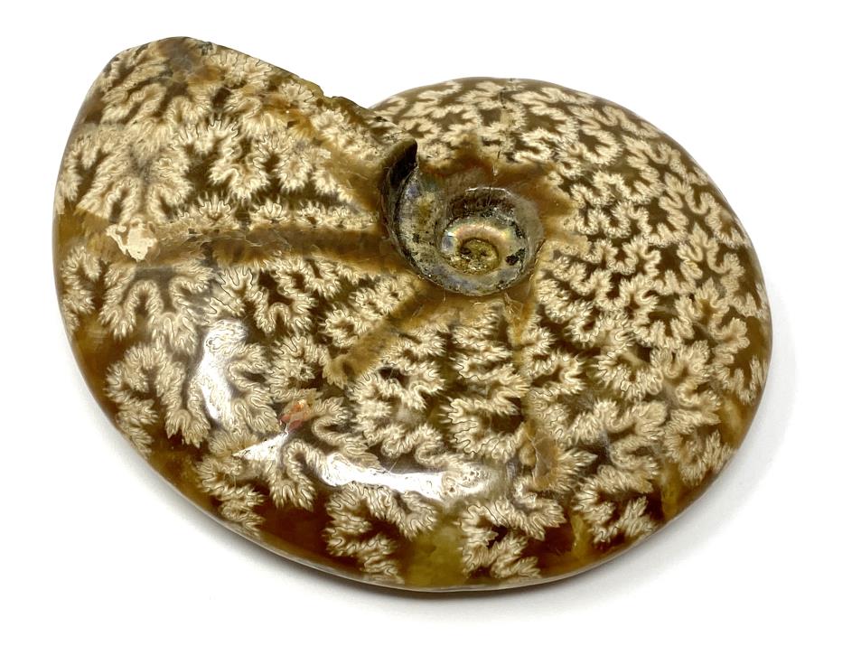 Ammonite Cleoniceras Polished 10.4cm