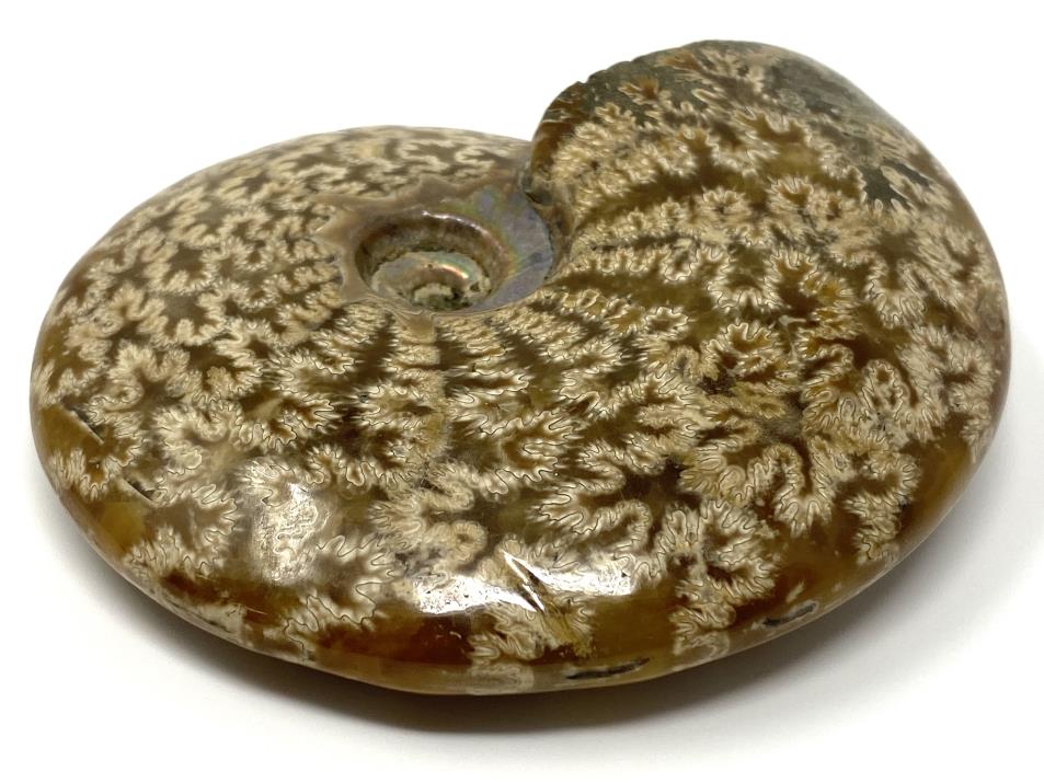 Ammonite Cleoniceras Polished 10.4cm