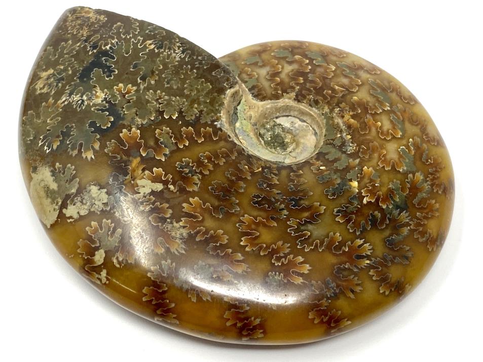 Ammonite Cleoniceras Polished 9.1cm