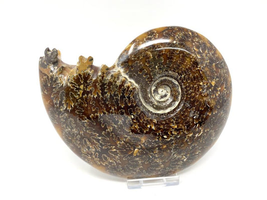 Ammonite Cleoniceras Polished Large 14.5cm