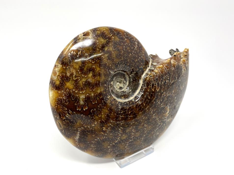 Ammonite Cleoniceras Polished Large 14.5cm