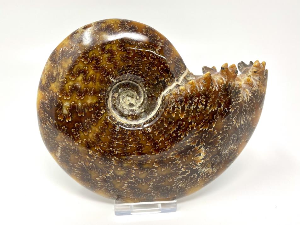 Ammonite Cleoniceras Polished Large 14.5cm