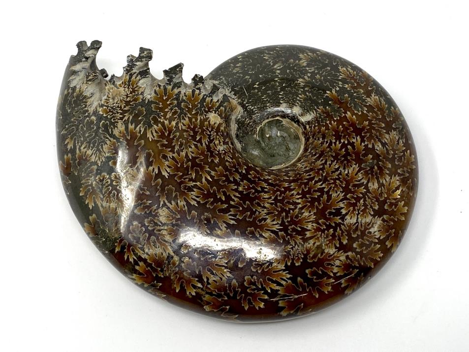 Ammonite Cleoniceras Polished Large 13.5cm