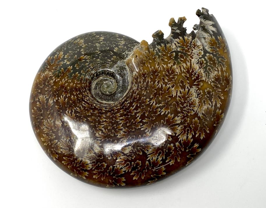 Ammonite Cleoniceras Polished Large 13.5cm