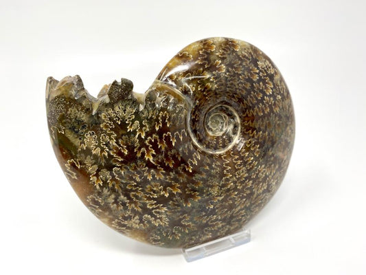 Ammonite Cleoniceras Polished Large 14.5cm